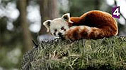 Les animaux du zoo