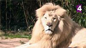 Une saison au zoo