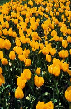 photo tulipes