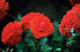 roses rouges