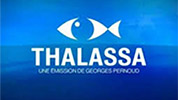 Voir le replay de l'émission Thalassa du 00/00/0000 à 00h00 sur France 3